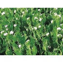 serradella
