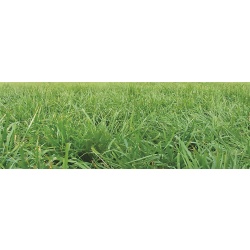 Festulolium