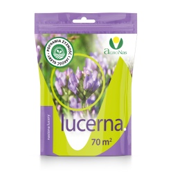 Lucerna